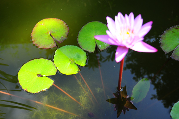 ラララライフ | llllife