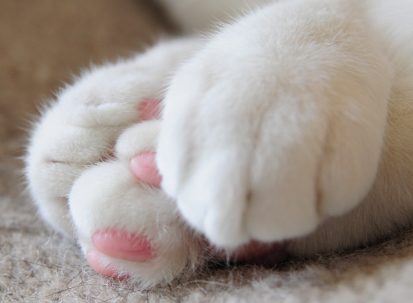 ラララライフ | llllife