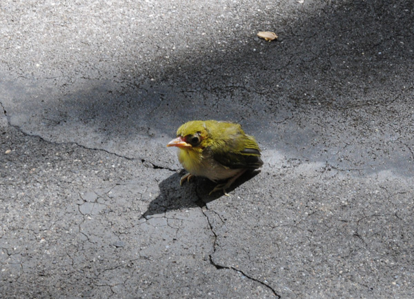 ラララライフ | llllife