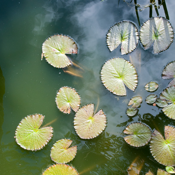 ホノルル・アカデミーオブアーツ | ラララハワイ生活。
