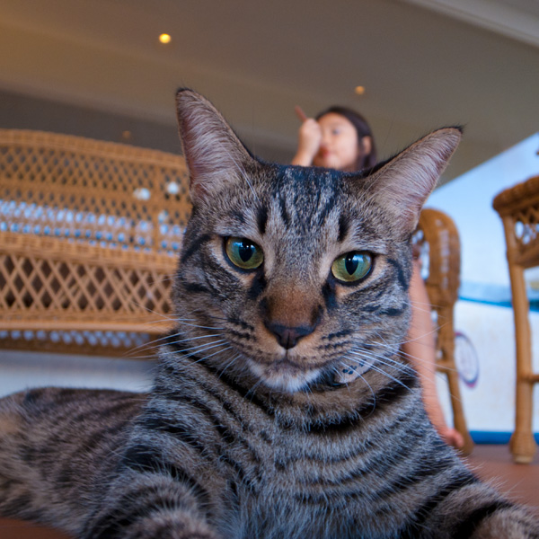 猫。| ラララハワイ生活。