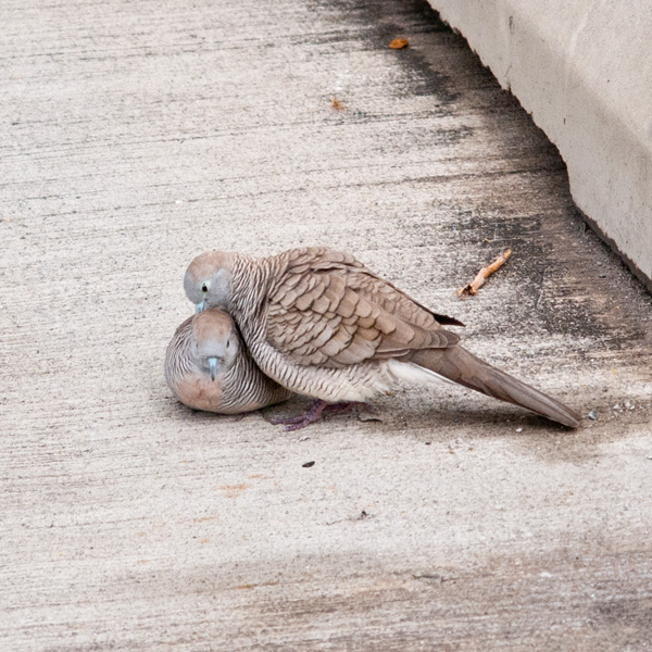 ハワイのハト。